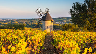 Bing wallpaper September 17, 2026. Sorine windmill and vineyards, Santenay wine region, Côte de Beaune, Burgundy, France (© Marco Bottigelli/Getty Images)