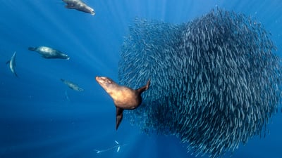 Bing wallpaper September 4, 2026. California sea lions hunting a sardine bait ball, offshore Mexico, Pacific Ocean (© Henley Spiers/Nature Picture Library)