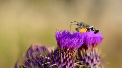 Bing wallpaper July 22, 2019. Hummingbird hawk-moth feeding on flower, Sardinia, Italy (© patriziomartorana/iStock/Getty Images Plus)