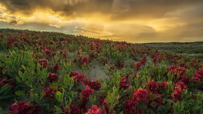 Bing wallpaper June 20, 2019. Sunset over the Great Sandhills, Sask. (© Robert Postma/plainpicture)