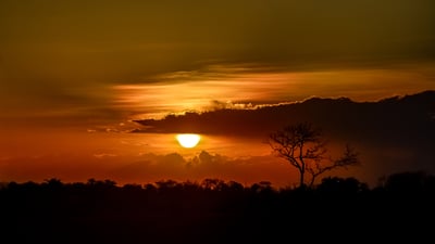 Bing wallpaper February 18, 2026. Savana em Piritiba, Bahia (© Gervanio Guimaraes/Getty Images)