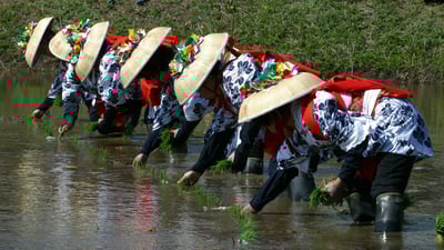 Bing wallpaper April 1, 2025. 香取神宮の田植え祭, 千葉県 香取市 (© Junko Kimura/特派員/Getty Images)