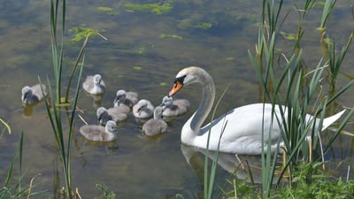 Bing wallpaper June 18, 2022. Schwan mit Küken, Aischgrund, Franken, Bayern (© Rüdiger Hess/geo-select FotoArt)
