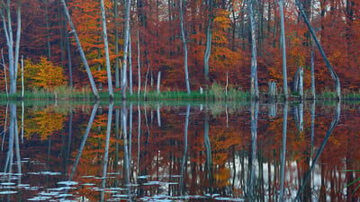 Bing wallpaper November 23, 2020. Rotbuchen und Kiefern spiegeln sich im Schweingartensee bei Carpin, Mecklenburg-Vorpommern (© Sandra Bartocha/Minden Pictures)