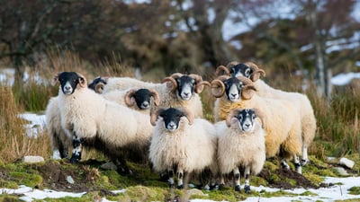 Bing wallpaper February 5, 2025. Scottish Blackface sheep, Aberdeenshire, Scotland (© Mike Powles/Getty Images)