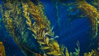 Bing wallpaper May 30, 2021. California sea lion in a forest of giant kelp near the Channel Islands of California (© Nature Picture Library/Alamy)