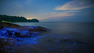 Bing wallpaper August 11, 2020. Bioluminescent sea fireflies along the shore of Okayama, Japan (© tdub_video/Getty Images)