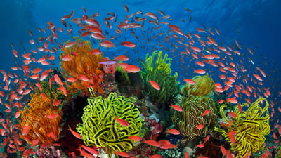 Bing wallpaper July 28, 2021. School of sea goldies with feather stars, Great Barrier Reef, Queensland, Australia (© Gary Bell/Minden Pictures)
