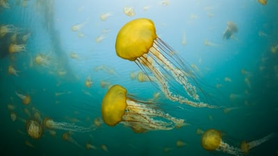 Bing wallpaper November 3, 2023. Pacific sea nettles off the coast of Carmel, California (© Jim Patterson/Tandem Stills + Motion)