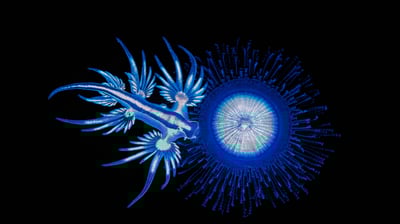 Bing wallpaper August 26, 2021. A sea swallow feeding on the tentacles of a blue button in Coffs Harbour, New South Wales, Australia (© Gary Bell/Minden Pictures)