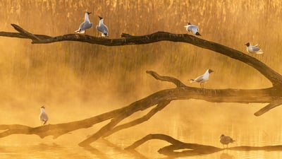 Bing wallpaper May 12, 2020. Seagulls in La Brenne, France (© SandyS/Alamy)