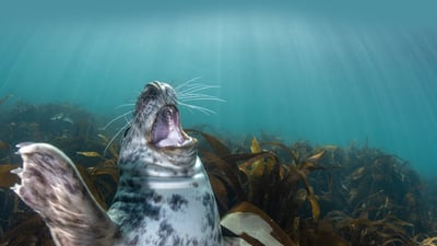 Bing wallpaper May 7, 2023. Gray seal pup, Lundy Island, England (© Henley Spiers/Minden Pictures)