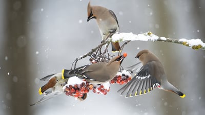 Bing wallpaper December 10, 2019. Waxwings feeding on rowans (© Berndt Fischer/Getty Images Plus)