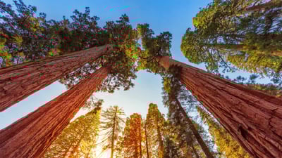 Bing wallpaper August 17, 2023. Giant sequoia trees in Sequoia and Kings Canyon National Parks, California (© lucky-photographer/Getty Images)
