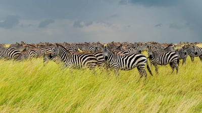 Bing wallpaper May 9, 2019. Zebras in Serengeti National Park, Tanzania (© pchoui/Getty Images)