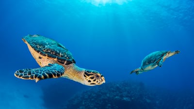 Bing wallpaper June 16, 2026. Hawksbill sea turtle pair near Seven Mile Beach, Grand Cayman, Cayman Islands (© Alex Mustard/Nature Picture Library)