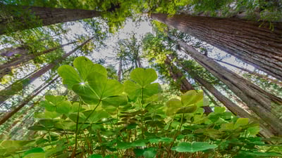 Bing wallpaper March 17, 2022. Coastal redwoods and wood sorrel, Prairie Creek Redwoods State Park, California (© Jack Dykinga/Minden Pictures)