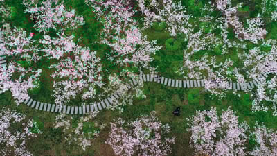 Bing wallpaper March 28, 2024. Cherry blossoms in Shanghai, China (© Yaorusheng/Getty Images)