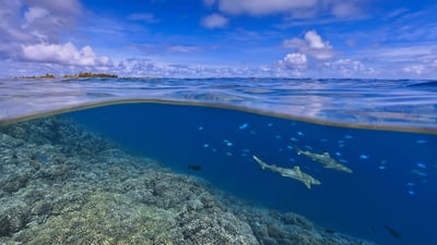 Bing wallpaper July 14, 2021. Blacktip reef sharks off the coast of Tahiti, French Polynesia (© Paul Mckenzie/Minden Pictures)