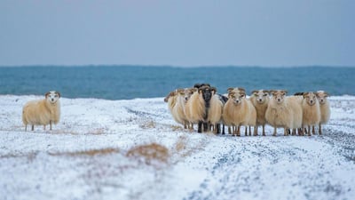 Bing wallpaper December 12, 2019. Icelandic sheep for the first night of the Yule Lads (© John Porter LRPS/Alamy)