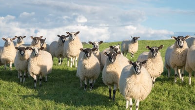 Bing wallpaper July 24, 2024. Flock of Swaledale sheep in North Yorkshire, England (© R A Kearton/Getty Images)