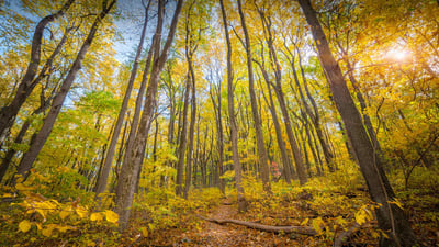 Bing wallpaper September 30, 2023. Fall colors in Shenandoah National Park, Virginia (© Michael Ver Sprill/Getty Images)