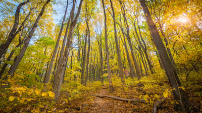 Bing wallpaper November 17, 2025. Shenandoah National Park, Virginia, United States (© Michael Ver Sprill/Getty Images)