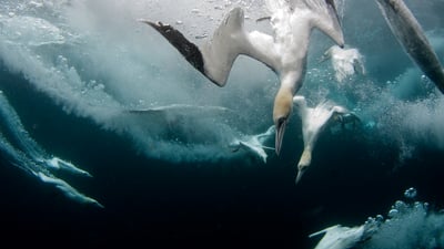 Bing wallpaper July 7, 2025. Northern gannets diving for fish, Shetland Islands, Scotland (© Richard Shucksmith/Minden Pictures)