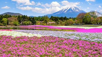 Bing wallpaper April 14, 2026. 芝桜, 山梨県 (© DoctorEgg/Getty images)