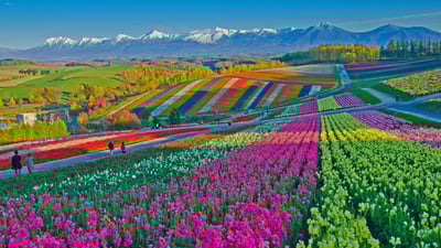 Bing wallpaper May 13, 2021. Shikisai no Oka flower gardens in Biei, Japan (© Tanya Jones/Shutterstock)