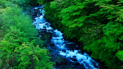 Bing wallpaper August 22, 2026. 夏の森を潤す清流, 静岡県 (© Keiji Komatsu/AFLO/Getty Images)