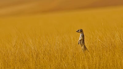 Bing wallpaper July 2, 2021. A meerkat in Namibia (© Danita Delimont/Offset by Shutterstock)
