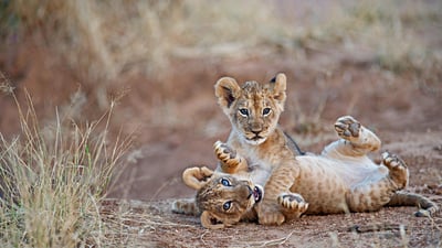 Bing wallpaper April 10, 2019. For Siblings Day, lion cubs wrestle in Samburu National Park, Kenya (© Mark C. Ross/Getty Images)