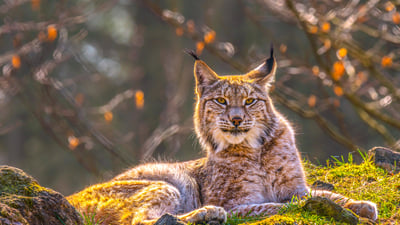 Bing wallpaper October 15, 2025. シベリアオオヤマネコ, シベリア (© Mario Plechaty Photograph/Shutterstock)