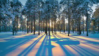 Bing wallpaper December 21, 2021. Sunlight in the forest of Western Siberia, near the city of Raduzhny, Russia (© Leonid Ikan/Shutterstock)