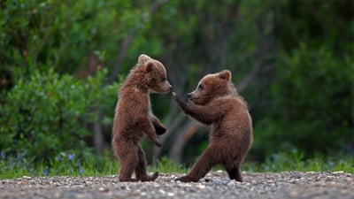 Bing wallpaper April 10, 2021. Grizzly bear cub siblings playing in Denali National Park and Preserve, Alaska (© Ron Niebrugge/Alamy)