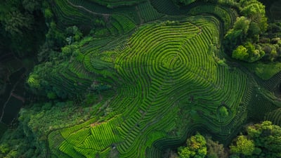 Bing wallpaper May 20, 2026. Plantations de thé en terrasses, Sichuan, Chine (© lzf/Shutterstock)