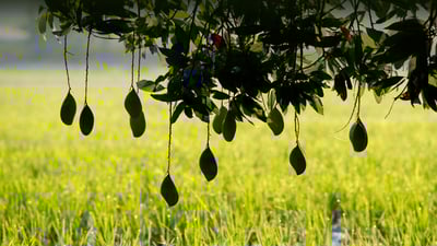 Bing wallpaper May 28, 2023. Ripening mangoes on a tree, India (© Tim Gainey/Alamy Stock Photo)