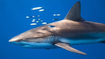 Bing wallpaper July 13, 2024. Silky shark at Jardines de la Reina, Cuba (© Christian Vizl/Tandem Stills + Motion)