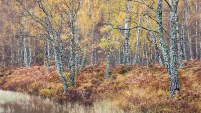 Bing wallpaper November 2, 2019. Silver birch (Betula pendula) woodland, Craigellachie National Nature Reserve, Scotland (© Nature Picture Library/Alamy Stock Photo)