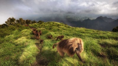 Bing wallpaper November 20, 2019. Gelada monkeys in Simien Mountains National Park, northern Ethiopia (© Marco Gaiotti/plainpicture)