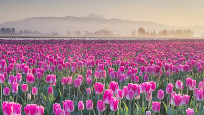 Bing wallpaper April 15, 2026. Champ de tulipes de Skagit Valley, Washington, États-Unis (© Alan Majchrowicz/Getty Images)