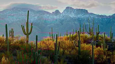 Bing wallpaper December 30, 2019. Saguaro cacti in the Sonoran Desert near Tucson, Arizona (© Jack Dykinga/Minden Pictures)