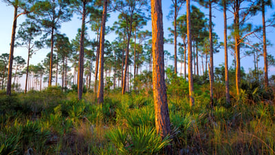 Bing wallpaper April 24, 2026. Forest hammock of slash pine and saw palmetto, Everglades National Park, Florida, United States (© Mary Liz Austin/Alamy)