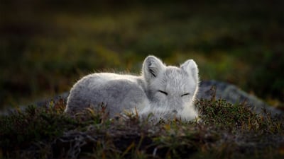 Bing wallpaper December 10, 2020. Sleeping Arctic fox (© Menno Schaefer/Getty Images)
