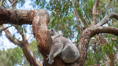 Bing wallpaper March 11, 2024. A koala sleeping in a eucalyptus tree, Australia (© Anton Rogozin/Getty Images)