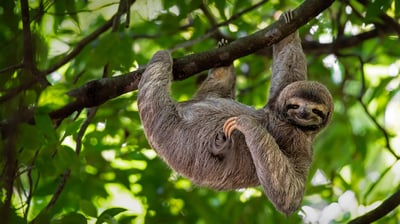Bing wallpaper October 20, 2021. Brown-throated three-toed sloth in Manuel Antonio National Park, Costa Rica (© Lukas Kovarik/Shutterstock)