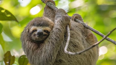 Bing wallpaper October 20, 2024. Three-toed sloth in Costa Rica (© Harry Collins/Getty Images)
