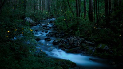 Bing wallpaper June 15, 2023. Synchronous fireflies, Great Smoky Mountains National Park, Tennessee (© Floris Van Bruegel/Minden Pictures)
