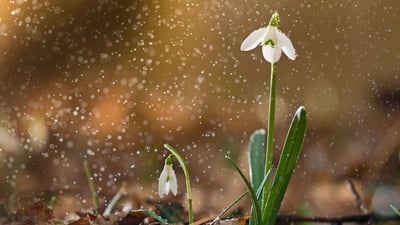 Bing wallpaper February 6, 2020. A snowdrop in bloom (© Péter Hegedűs/Getty Images)